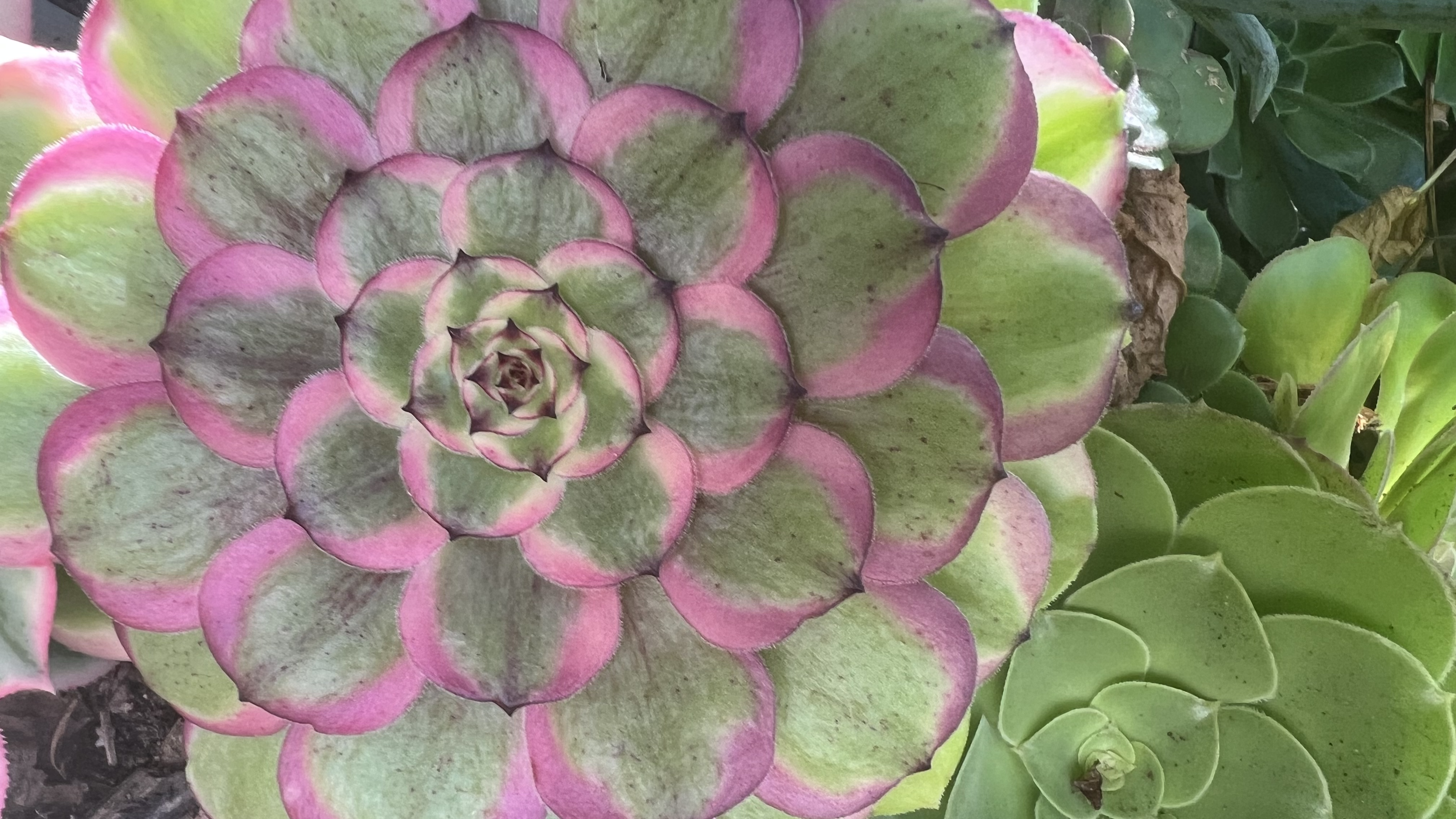 Aeonium Head 10