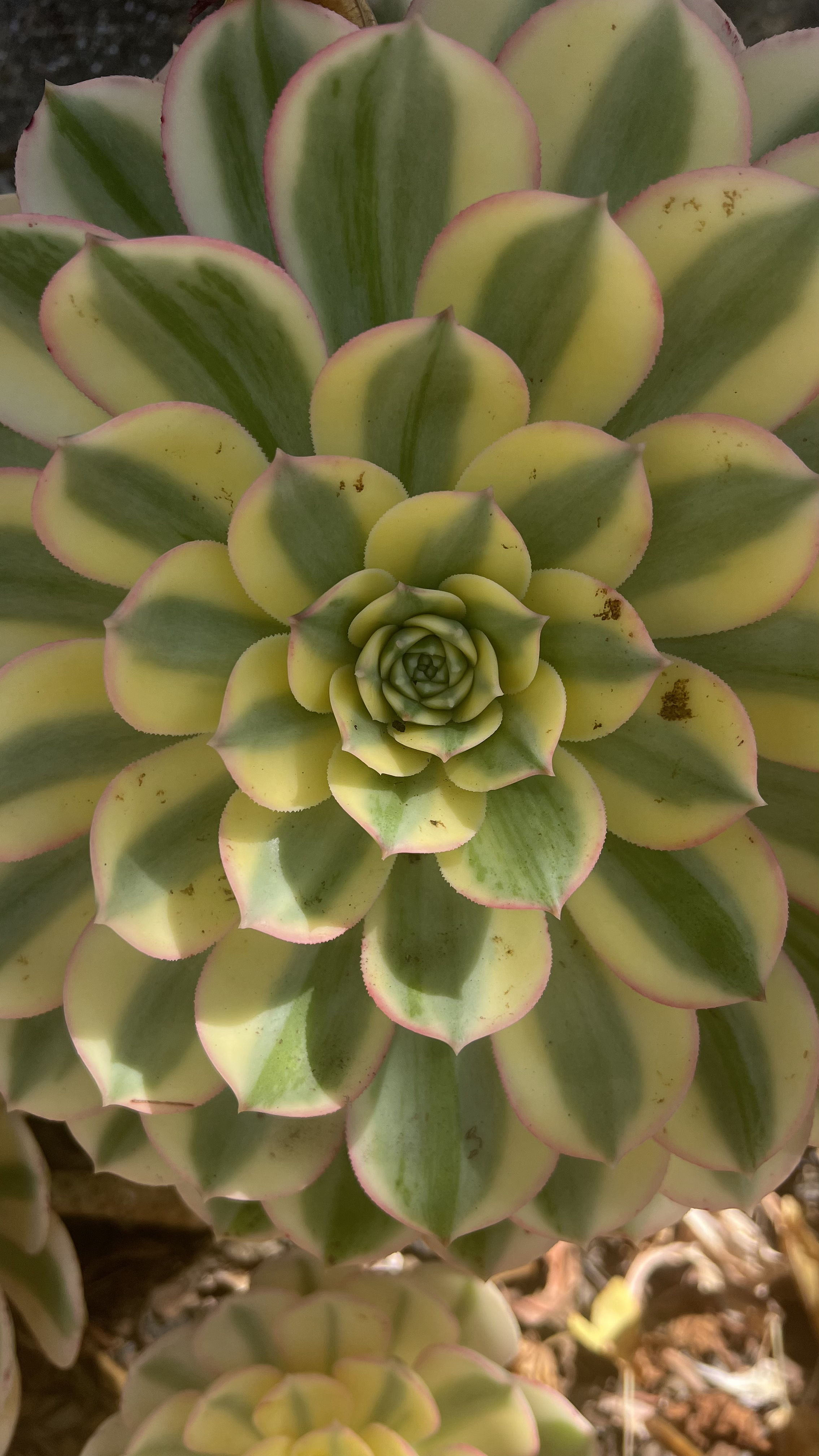 Aeonium Head 2
