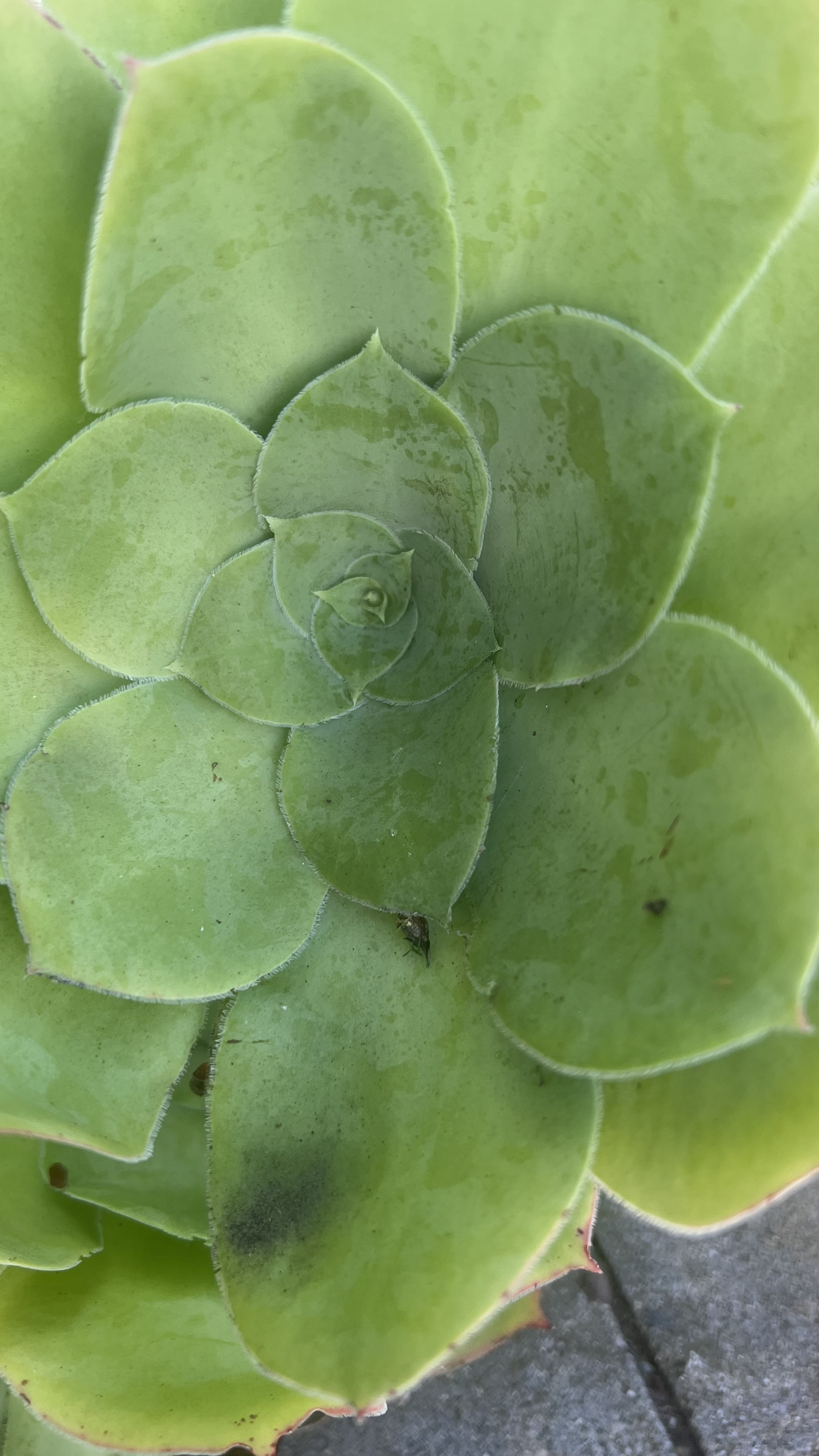 Aeonium Head 4
