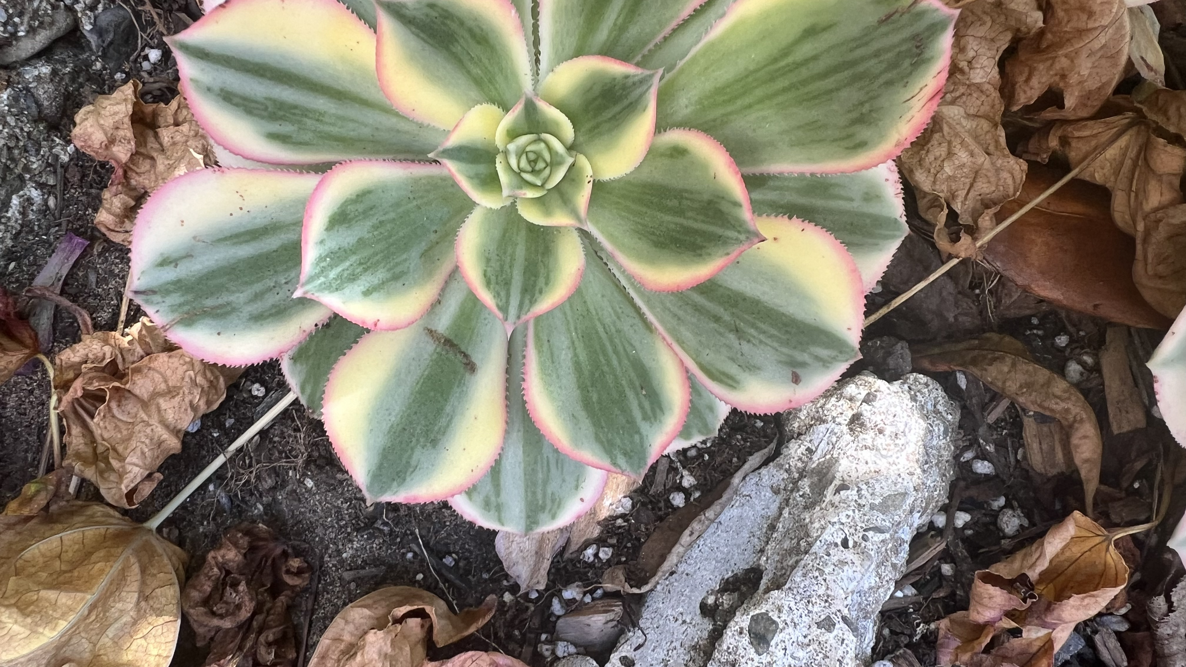 Aeonium Head 5