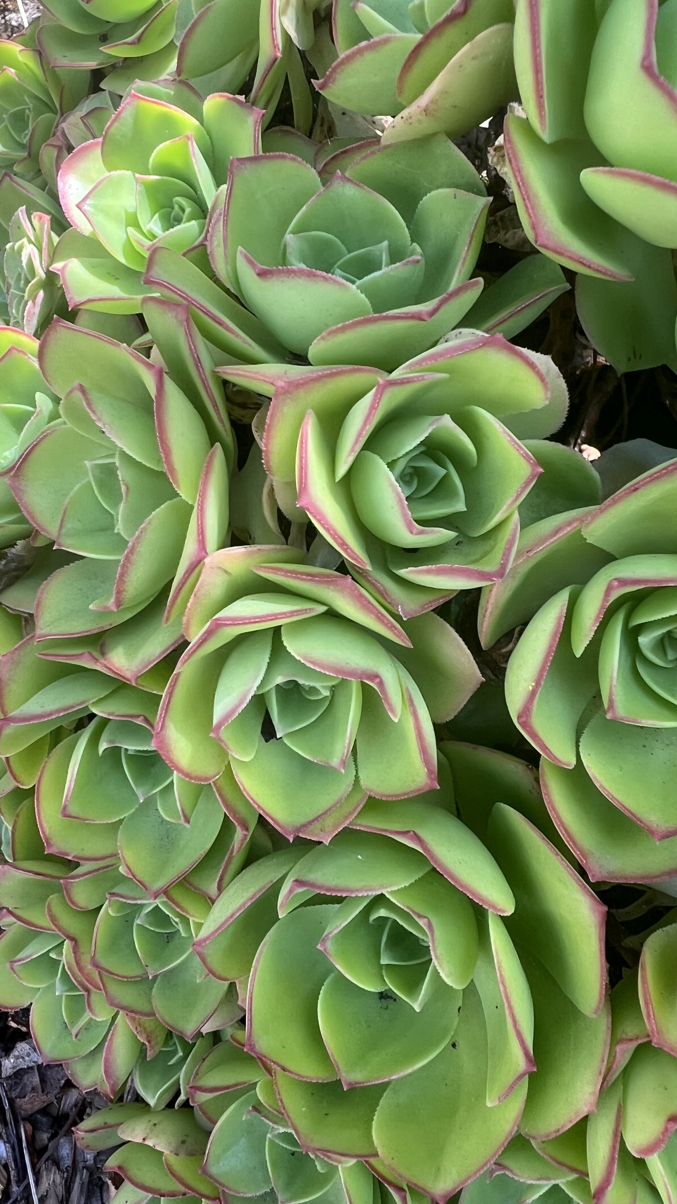 Aeonium Head 6