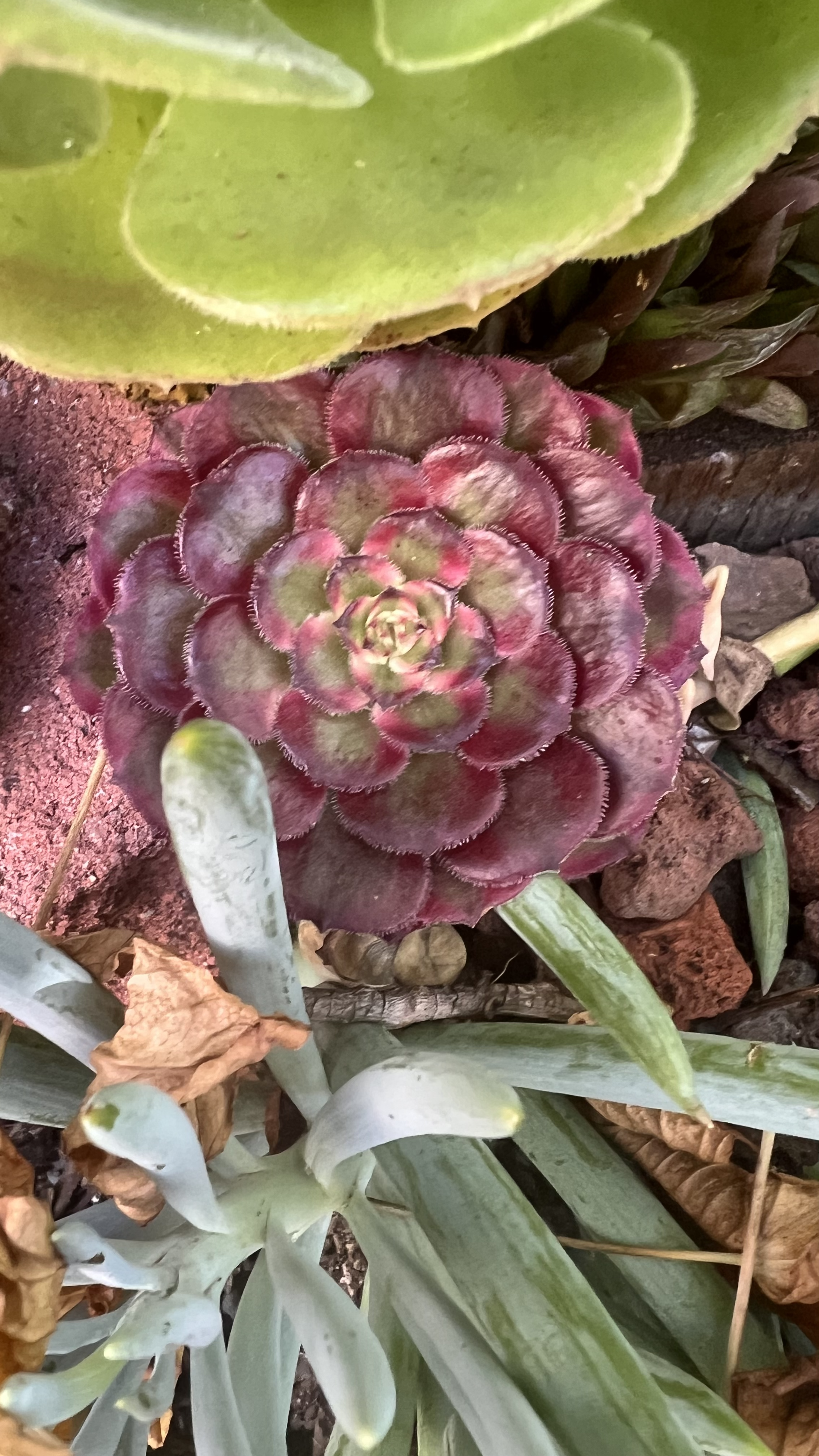 Aeonium Head 7
