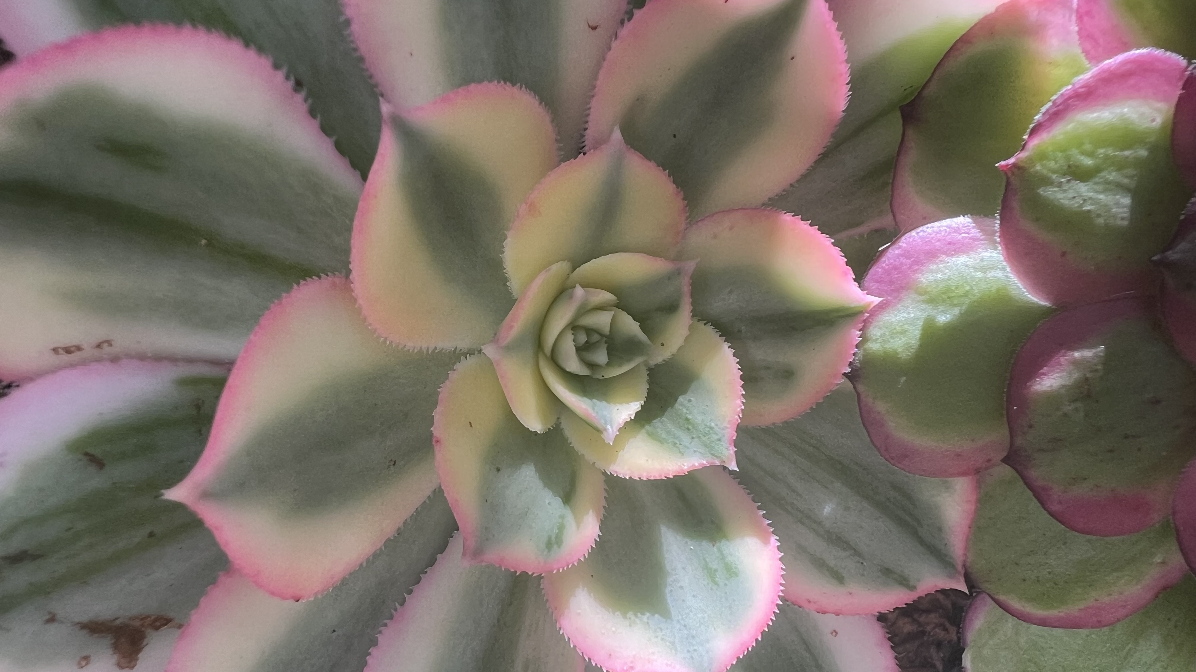 Aeonium Head 8