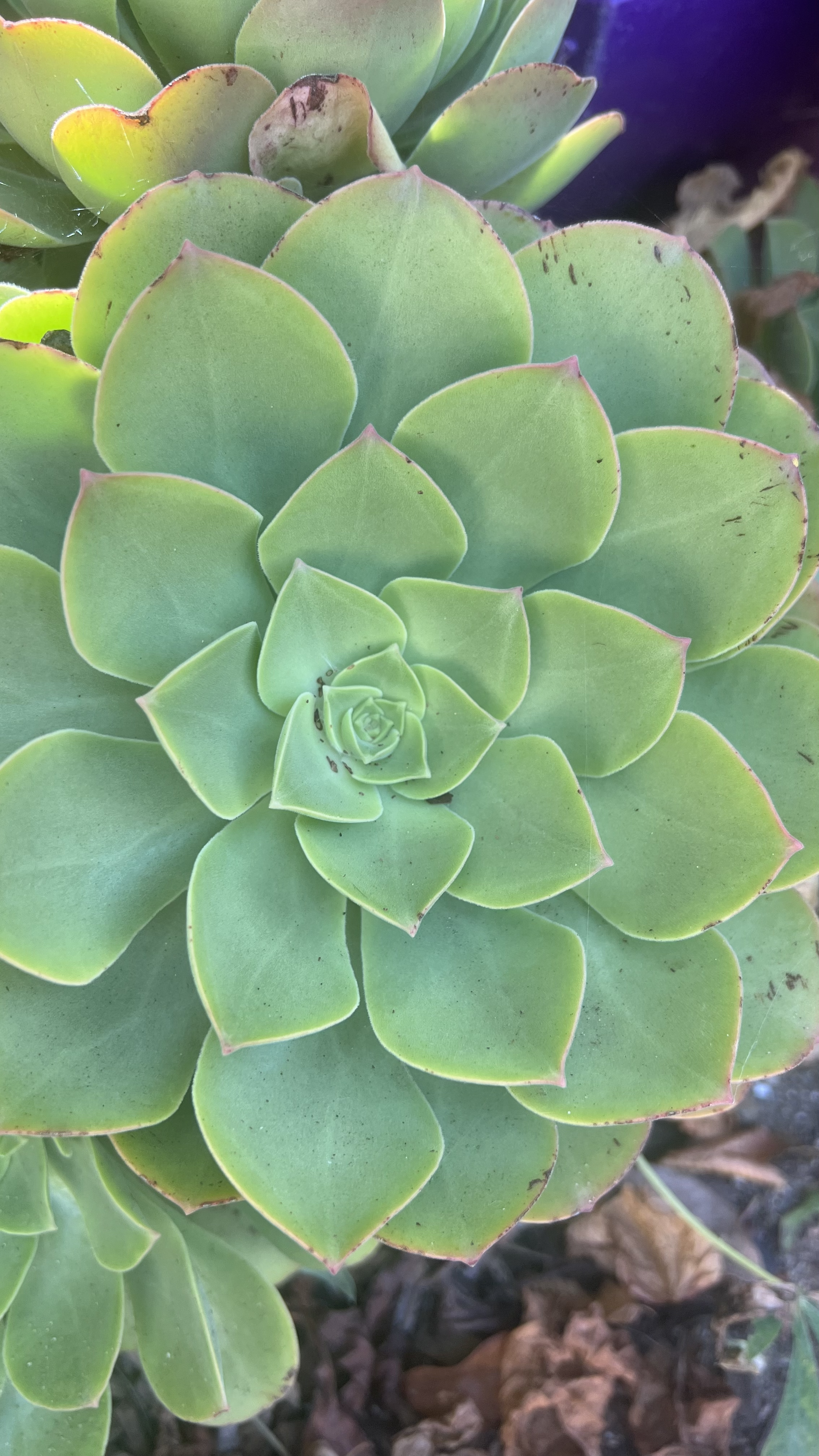 Aeonium Head 9